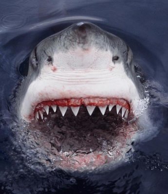 Mike Parry - Great White Shark at surface, Cape Province, South Africa