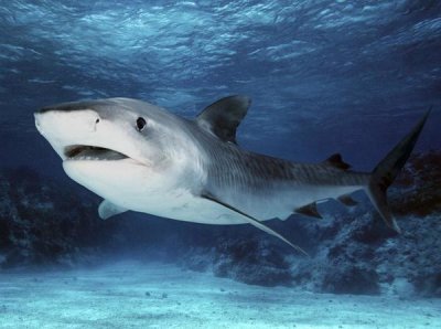 Mike Parry - Tiger Shark, Great Barrier Reef, Australia. Digitally modified.