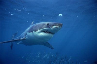 Mike Parry - Great White Shark swimming underwater, Neptune Islands, South Australia