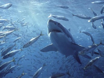 Mike Parry - Great White Shark with schooling fish, Neptune Islands, Australia. Digitally enhanced.