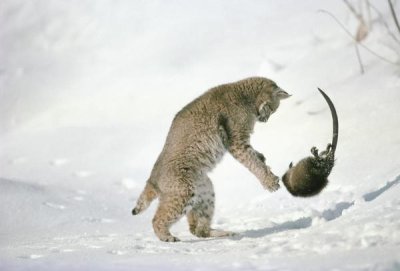 Michael Quinton - Bobcat hunting Muskrat in the winter, Idaho