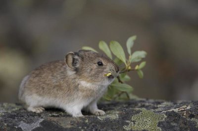 Michael Quinton - American Pika carrying vegetation in mouth, Yukon, Canada