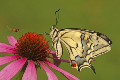 Silvia Reiche - Oldworld Swallowtail on flower, Hoogeloon, Noord-Brabant, Netherlands