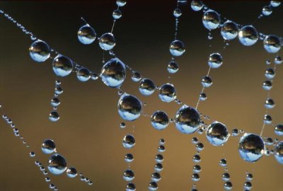 Andy Reisinger - Raindrops on a spider web, New Zealand