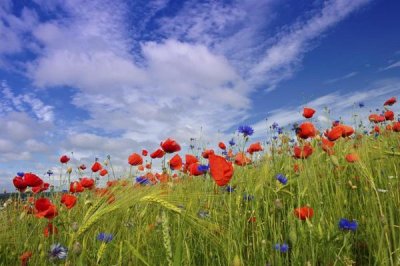 Willi Rolfes - Field with flowering Red Poppies