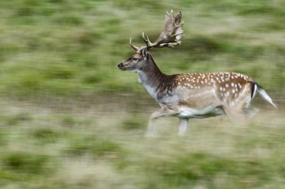 Willi Rolfes - Fallow Deerbuck running, Copenhagen, Denmark