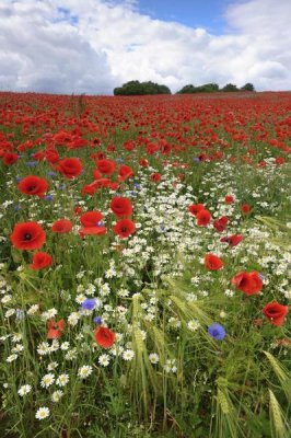 Willi Rolfes - Field with flowering Red Poppies and other wildflowers