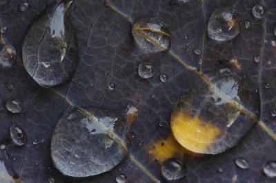 Willi Rolfes - Water drops on a leaf, Goldenstedt, Lower Saxony, Germany