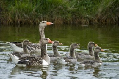 Willi Rolfes - Greylag Goose couple swimming with juveniles, Texel, Netherlands
