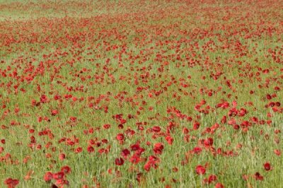 Cyril Ruoso - Red Poppy in a cereal field, Yonne, France