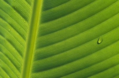 Cyril Ruoso - Banana close up of leaf with water droplets, Rwanda