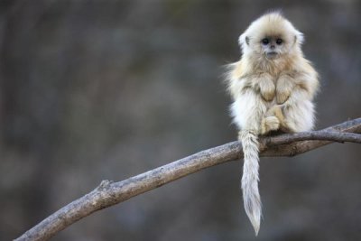 Cyril Ruoso - Golden Snub-nosed Monkey juvenile, Qinling Mountains, China