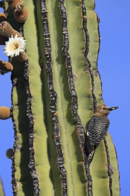 Cyril Ruoso - Gila Woodpecker on Cardon cactus, El Vizcaino Biosphere Reserve, Mexico