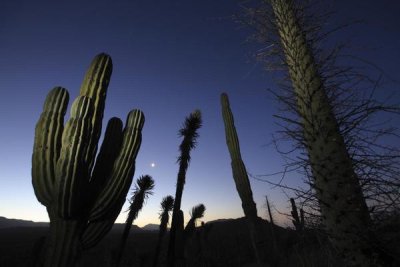 Cyril Ruoso - Boojum Tree and Cardon cacti at dusk, El Vizcaino Biosphere Reserve, Mexico