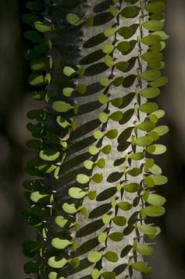 Cyril Ruoso - Madagascan Ocotillo showing fresh leaves, Berenty Private Reserve, Madagascar