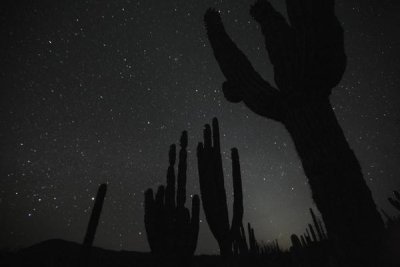 Cyril Ruoso - Cardon cacti by night with stars, El Vizcaino Biosphere Reserve, Mexico. Sequence 2 of 2