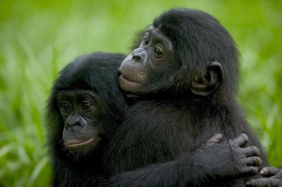 Cyril Ruoso - Bonobo pair of orphans hugging, Sanctuary Lola ya Bonobo, Democratic Republic of the Congo