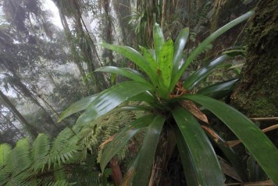 Cyril Ruoso - Bromeliad and tree fern at 1600 meters altitude in tropical rainforest, Sierra Nevada de Santa Marta National Park, Colombia