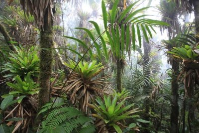 Cyril Ruoso - Bromeliad and tree fern at 1600 meters altitude in tropical rainforest, Sierra Nevada de Santa Marta National Park, Colombia