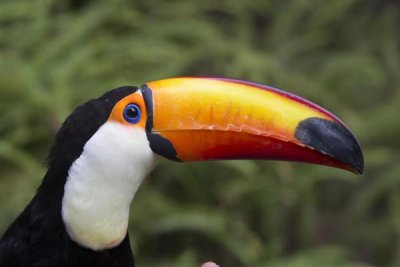 San Diego Zoo - Toco Toucan, native to South America