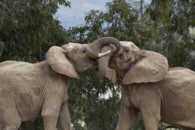 San Diego Zoo - African Elephant bulls sparring, native to Africa