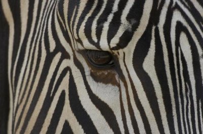 San Diego Zoo - Grevy's Zebra close up of eye, endangered, native to Africa