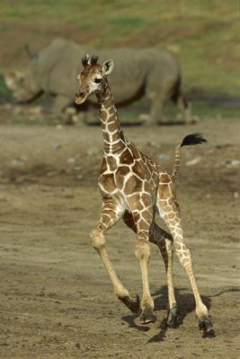 San Diego Zoo - Giraffe juvenile running with rhino in background, San Diego Zoo