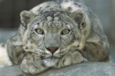 San Diego Zoo - Snow Leopard portrait native to mountainous regions of central Asia