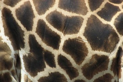 San Diego Zoo - Rothschild Giraffe detail of coat pattern, native to Uganda and Kenya