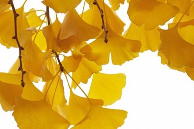 Aad Schenk - Ginkgo leaves in autumn, Netherlands