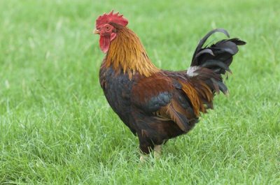 Gary K. Smith - Domestic Chicken, farmyard cockerel on grass, Norfolk, England