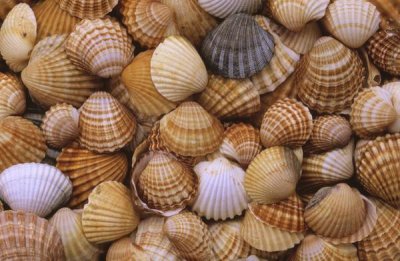 Duncan Usher - Common Cockle close up of shells, Europe