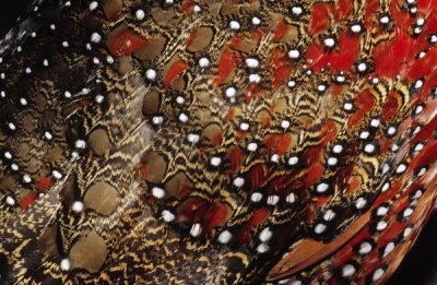 Jan Van Arkel - Ring-necked Pheasant detail of back feathers from a male, Europe