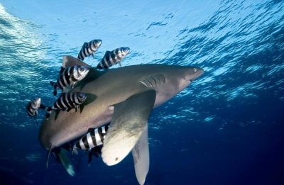 Dray van Beeck - Oceanic White-tip Shark close to the surface