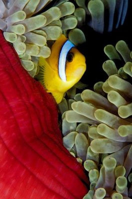 Dray van Beeck - Red Sea Anemonefish hiding in Magnificent Sea Anemone, Red Sea, Egypt