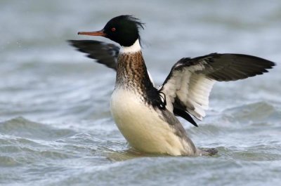 Do Van Dijck - Red-breasted Merganser drake stretching wings, Den Oever, Noord-Holland, Netherlands