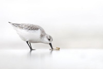 Marcel van Kammen - Sanderling foraging on the beach, IJmuiden, Netherlands