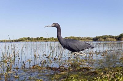 Marcel van Kammen - Little Blue Heron wading, Everglades National Park, Florida