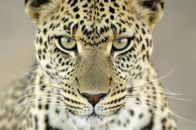 Martin Van Lokven - Leopard female, Serengeti National Park, Tanzania