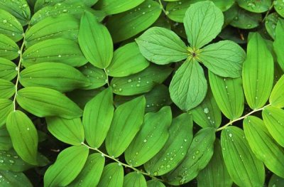 Martin Van Lokven - Eurasian Solomon's Seal detail of leaves, medicinal plant, Europe