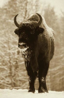 Rinie Van Meurs - European Bison or Wisent in snow, Europe