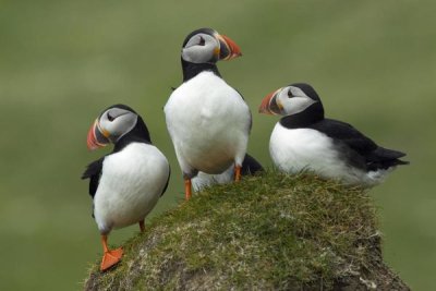 Rinie van Meurs - Atlantic Puffin group, Faroe Islands