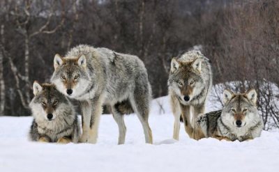 Jan Vermeer - Gray Wolf group, Norway