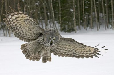 Jan Vermeer - Great Grey Owl, Finland