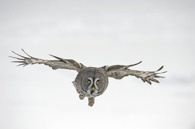 Jan Vermeer - Great Grey Owl flying, Finland