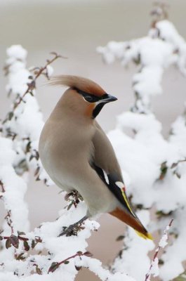 Jan Vermeer - Bohemian Waxwing, Harderwijk, Netherlands