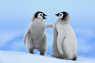 Jan Vermeer - Emperor Penguin pair, Snow Hill Island, Antarctica