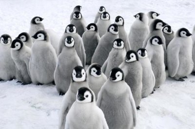 Jan Vermeer - Emperor Penguin chicks, Snow Hill Island, Antarctica