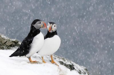 Jan Vermeer - Two Atlantic Puffins, in snowfall, Hornoya, Varanger, Norway