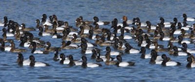 Tom Vezo - Lesser Scaup flock on lake, North America